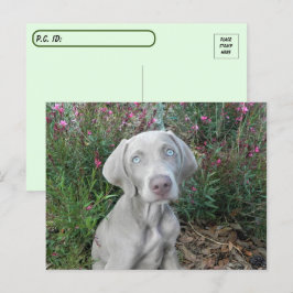 Postal Fiesta del jardín de Brooklyn - Weimaraner