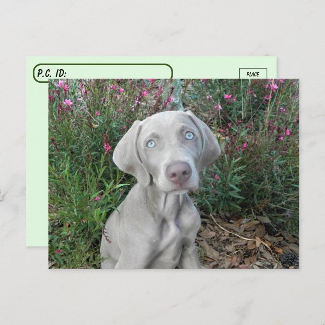 Postal Fiesta del jardín de Brooklyn - Weimaraner (Anverso / Reverso)