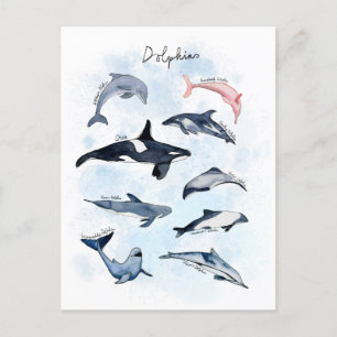Postal Fiesta temática de delfines, dibujo de acuarela pa