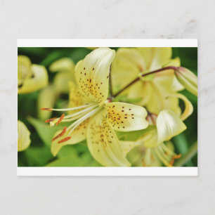 Postal Fiestas de Boda Lily Blooms