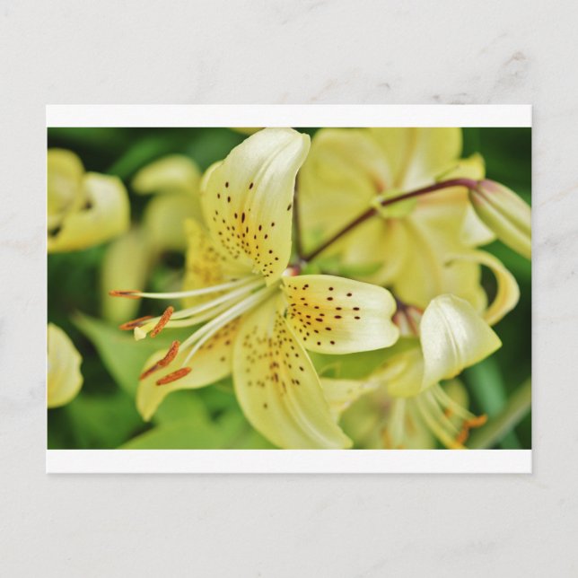 Postal Fiestas de Boda Lily Blooms (Anverso)