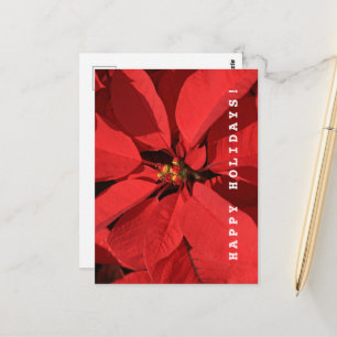 Postal Fiestas felices de Poinsettia