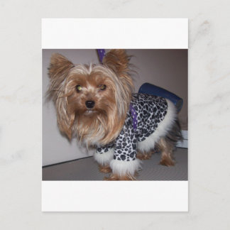 Postal ¡Fifi el Yorkie!