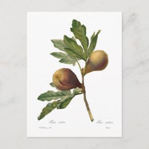 Postal Fig