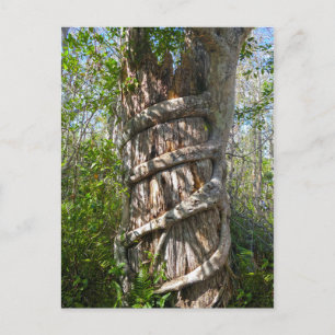 Postal Fig Strangler, Gran ciprés, Florida