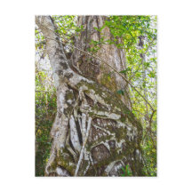 Fig Strangler, Gran ciprés, Florida