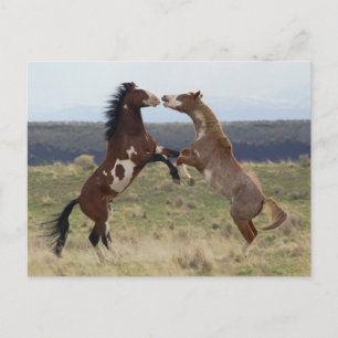 Postal Fighting Stallions, Steens Mountains, Oregon