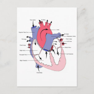 Postal Figura 2. Función normal del corazón.jpg