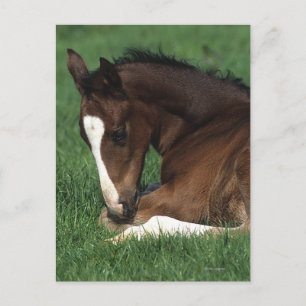 Postal Fijación del potro de Warmblood