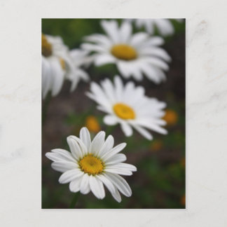 Postal Fila de Daisies