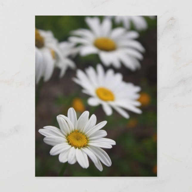 Postal Fila de Daisies (Anverso)