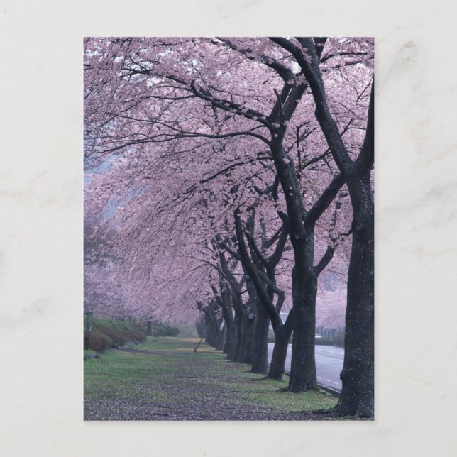 Postal Fila de los árboles de arcilla (Anverso)