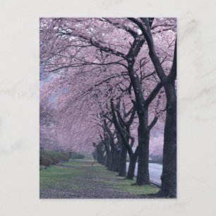 Postal Fila de los árboles de arcilla