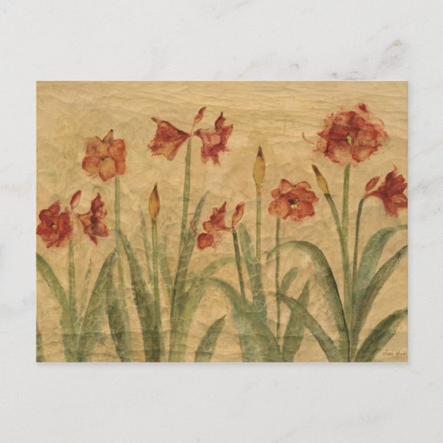Postal Fila de Red Amaryllis (Anverso)