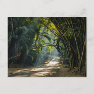 Postal Filas de Bambú