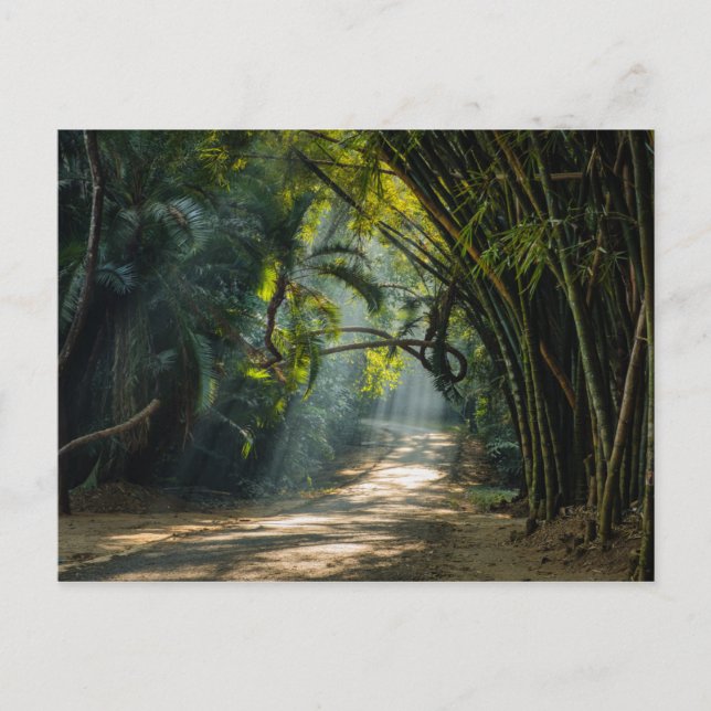 Postal Filas de Bambú (Anverso)