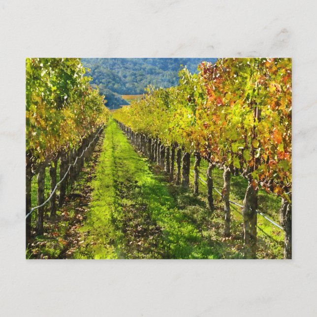 Postal Filas de Grapevines en Napa Valley California (Anverso)