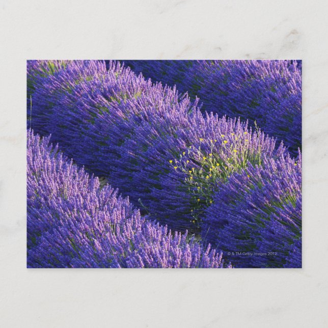 Postal Filas de lavanda en plena floración (Anverso)