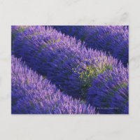 Filas de lavanda en plena floración