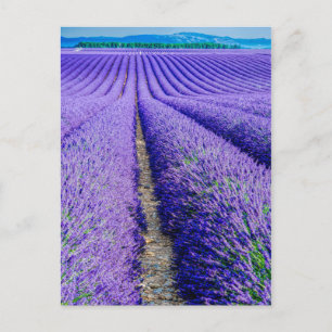 Postal Filas de lavanda, Provenza, Francia