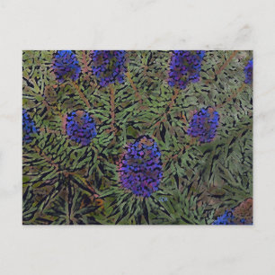 Postal Filas de Lavender