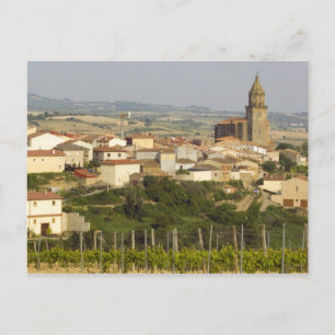 Postal Filas de vid de uva en el marco de primer plano