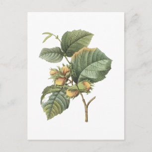 Postal filbert(Corylus maxima) de Redouté