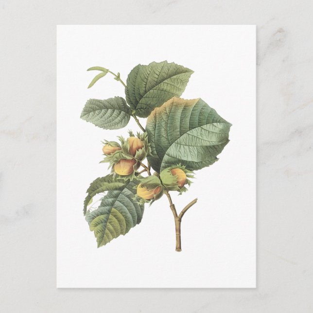 Postal filbert(Corylus maxima) de Redouté (Anverso)