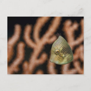 Postal Filefish inflador japonés (Brachaluters)
