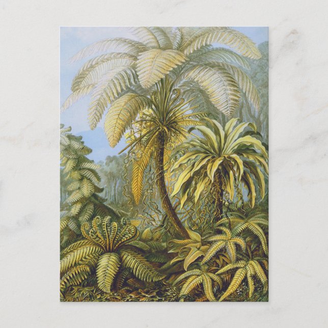 Postal Filicinae (Ferns), Ernst Haeckel Bella Artes (Anverso)