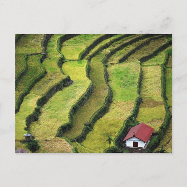 Postal Filipinas, Batad, vista elevada del arroz (Anverso)
