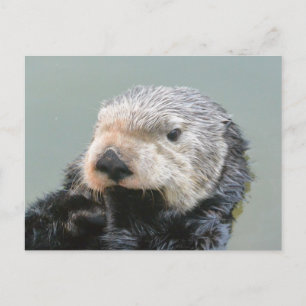 Postal Filósofo de la nutria marina
