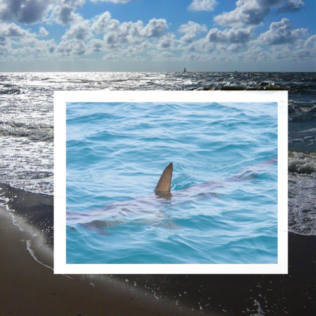 Postal Fin de tiburón fuera del agua (Subido por el creador)