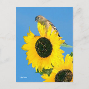 Postal Finch and Flower