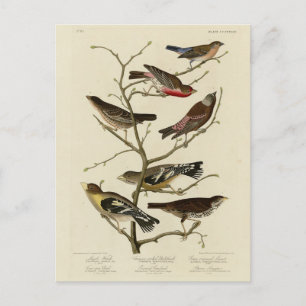 Postal Finch, Bunting, Grosbeak, Audubon Birds of America
