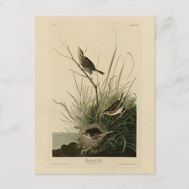 Postal Finch de cola aguda de los pájaros de América de A (Anverso)