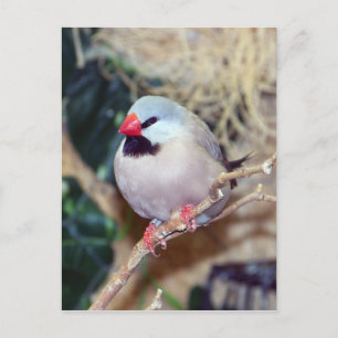 Postal Finch de cola de eje