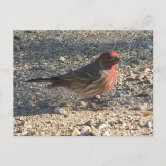 Postal Finch de la casa masculina