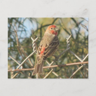 Postal Finch de la casa masculina