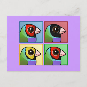 Postal Finch Gouldian de cuatro colores