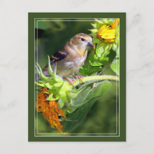 Postal Finch On Sunflowers