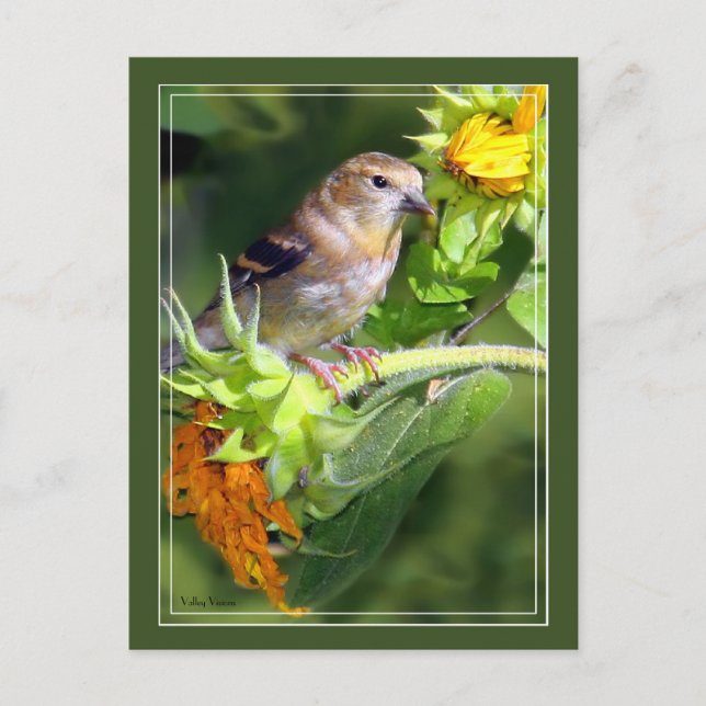 Postal Finch On Sunflowers (Anverso)