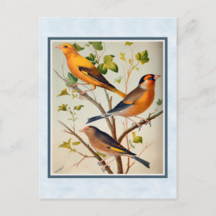 Postal Finches de época y Linnet