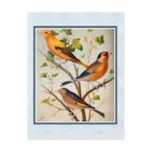 Finches de época y Linnet