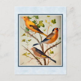 Postal Finches de época y Linnet