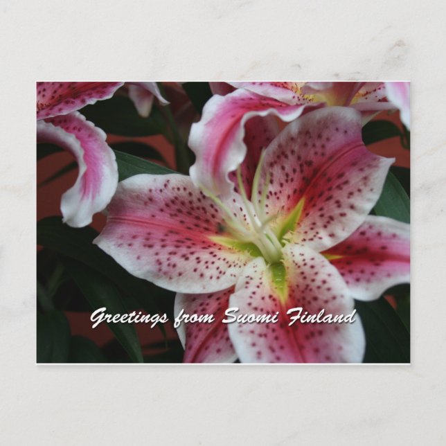 Postal Finlandia en Flores, séptima en una serie (Anverso)