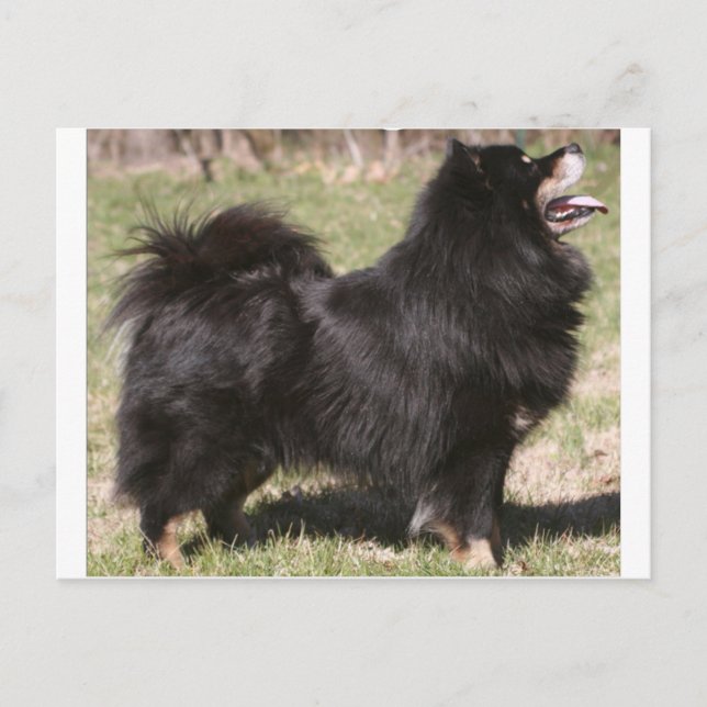 Postal finnish lapphund completo (Anverso)