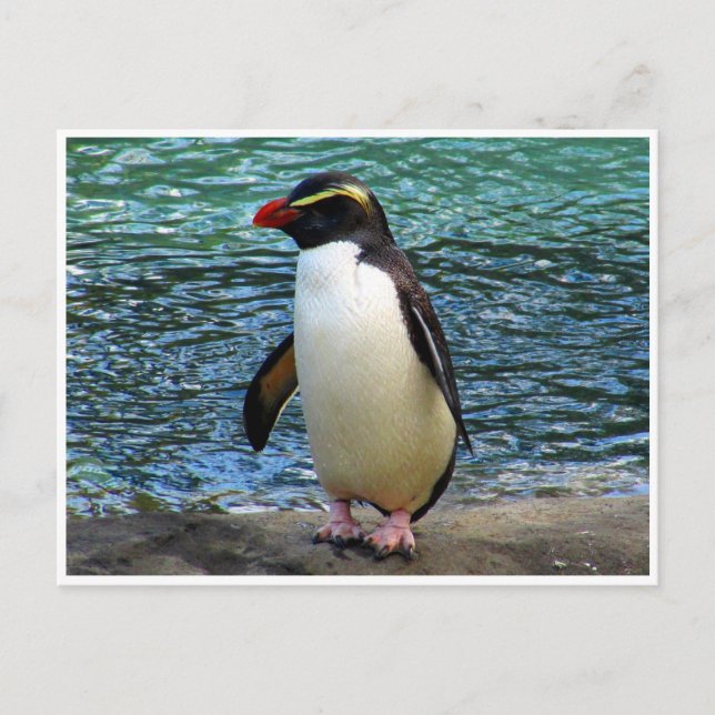 Postal fiordland penguin (Anverso)