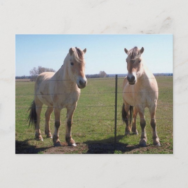 Postal Fiordos de Noruega (Anverso)