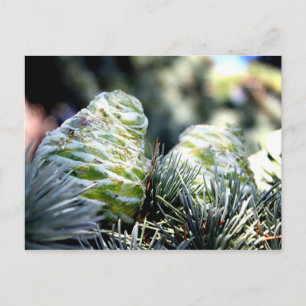 Postal Fir Cone